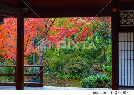和室から眺める紅葉の庭園 大法院 和室から眺める紅葉の庭園 大法院 128789870