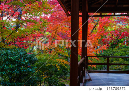 和室から眺める紅葉の庭園　大法院 128789871