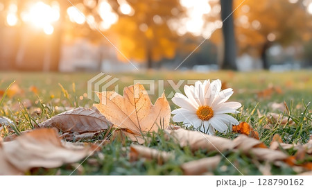 Autumn Leaves with White Daisy Flower in Sunlit Grass at Golden Hour Landscape Scene 128790162
