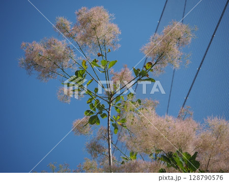 スモークツリー 128790576