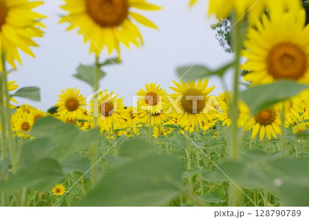 夏の花のある風景 128790789