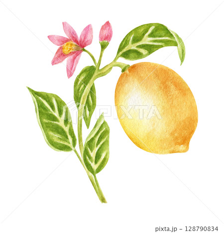 Branch with blooming lemon fruit, leaves, and flower, realistic botanical watercolor illustration. Juicy citrus fruits, hand-drawn illustration, design element. Prints on fabric, poster 128790834