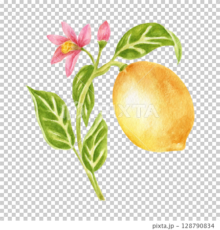 Branch with blooming lemon fruit, leaves, and flower, realistic botanical watercolor illustration. Juicy citrus fruits, hand-drawn illustration, design element. Prints on fabric, poster 128790834