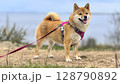 Adorable red Shiba Inu dog happily walking on lush green gras 128790892