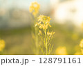 柔らかな光に包まれた菜の花 128791161