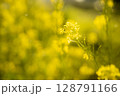 柔らかな光に包まれた菜の花 128791166