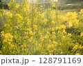 柔らかな光に包まれた菜の花 128791169