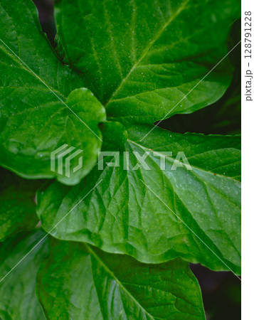 Greenery background of nature plant and leaf Greenery background of nature plant and leaf 128791228