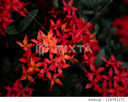 Red West Indian Jasmine or Ixora flower nature view decoration background texture. 128791271
