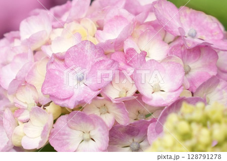 綺麗な淡いピンク色のふんわりあじさい アップ 綺麗な淡いピンク色のふんわりあじさい アップ 128791278
