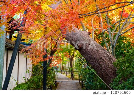 紅葉のある石畳の道　妙心寺退蔵院 128791600