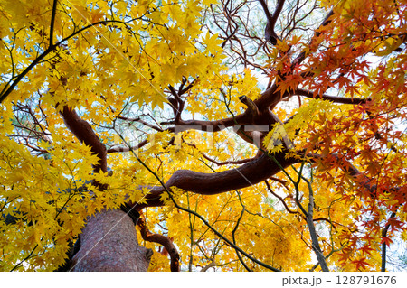 鮮やかな黄色の紅葉 鮮やかな黄色の紅葉 128791676