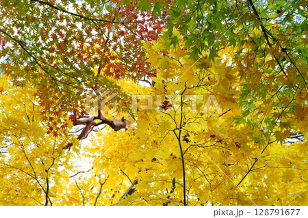鮮やかな黄色の紅葉 鮮やかな黄色の紅葉 128791677