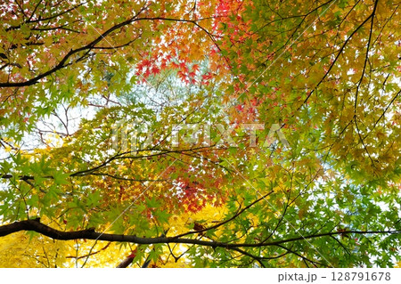 鮮やかな黄色の紅葉 鮮やかな黄色の紅葉 128791678