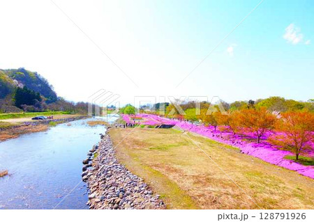 芝桜 シバザクラ しばざくら 立谷川 桜 山形市 芝桜 シバザクラ しばざくら 立谷川 桜 山形市 128791926