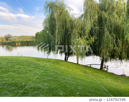 Beautiful view of the lake with willows, summer day 128792596