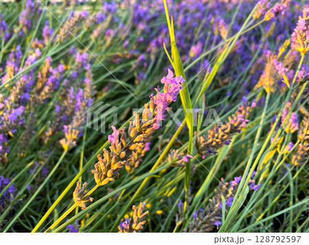Lavender Plantation Blooming in Summer. Lavender Plantation Blooming in Summer. 128792597