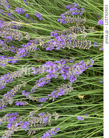 Lavender Plantation Blooming in Summer. Lavender Plantation Blooming in Summer. 128792603