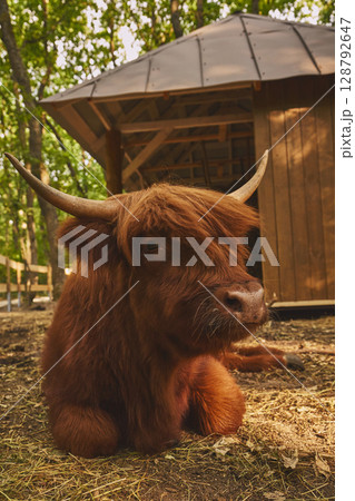 Highland cow with long horns resting near wooden hut in forest 128792647