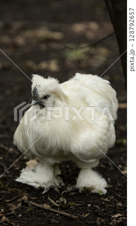 White fluffy silkie chicken standing on dark forest floor 128792657