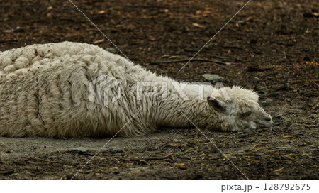 White alpaca lying on dry earth with closed eyes in shaded forest area 128792675