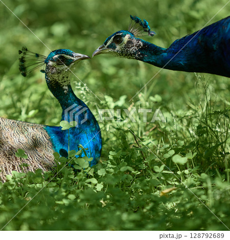 Two vibrant peacocks facing each other in grassy field 128792689