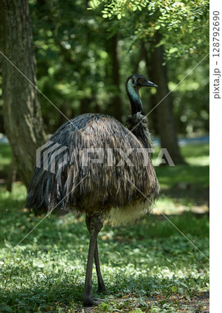 Large emu standing in green forest clearing with alert posture 128792690