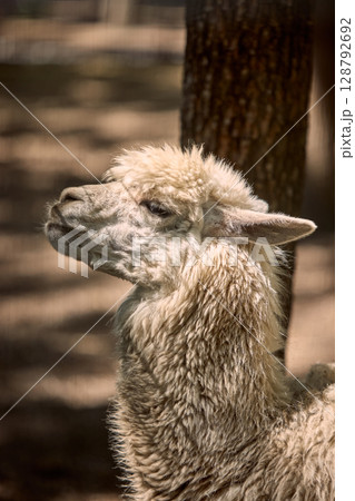 Fluffy alpaca resting under tree with relaxed posture Fluffy alpaca resting under tree with relaxed posture 128792692