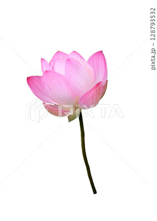 Lotus flower 128793532