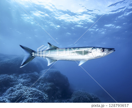 海中を泳ぐサンマのイメージ素材 海中を泳ぐサンマのイメージ素材 128793657
