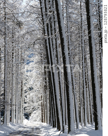 幹に雪の積もったカラ松林を抜ける小道の向こうに朝日が当たる。白く輝く雪や霧氷が印象的で綺麗だ。 幹に雪の積もったカラ松林を抜ける小道の向こうに朝日が当たる。白く輝く雪や霧氷が印象的で綺麗だ。 128793821