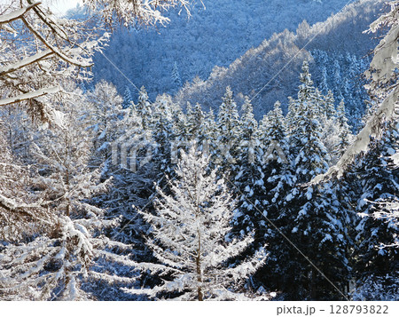 雪や霧氷が付いた木々に、朝日が当たり、白く輝く。印象的で綺麗だ。 雪や霧氷が付いた木々に、朝日が当たり、白く輝く。印象的で綺麗だ。 128793822