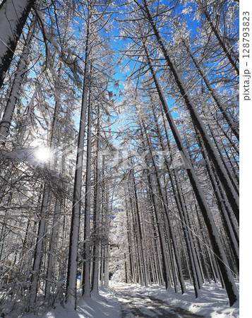 冬のカラ松林の小道。雪が朝日で白く輝き、青空に印象的で綺麗だ。 冬のカラ松林の小道。雪が朝日で白く輝き、青空に印象的で綺麗だ。 128793823