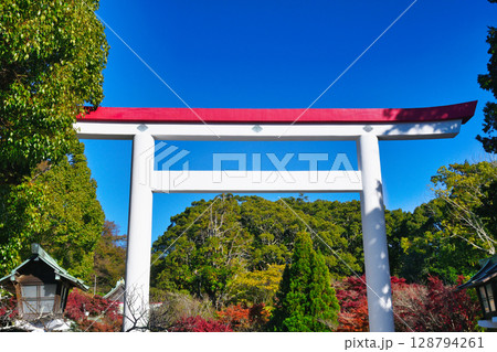 青空にはえる鎌倉宮の美しい鳥居と紅葉(神奈川県鎌倉市) 青空にはえる鎌倉宮の美しい鳥居と紅葉(神奈川県鎌倉市) 128794261