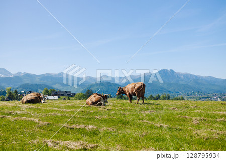 Cows Resting in Mountain Meadow on Sunny Day Cows Resting in Mountain Meadow on Sunny Day 128795934