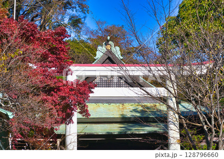 青空にはえる鎌倉宮の美しい鳥居と紅葉（神奈川県鎌倉市） 128796660