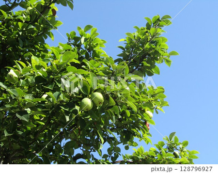 文月にまだまだ未熟カリンの実 文月にまだまだ未熟カリンの実 128796927