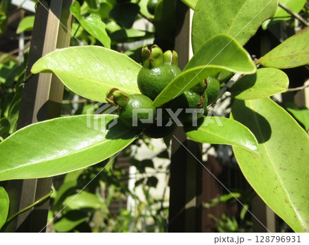 未だ未だ青いトロピカルフルーツヒメグァバの実  128796931