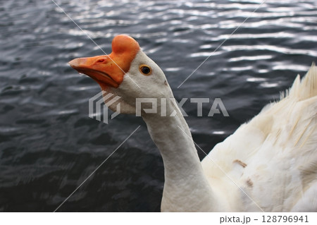 水面に浮かぶ美しいガチョウ 128796941