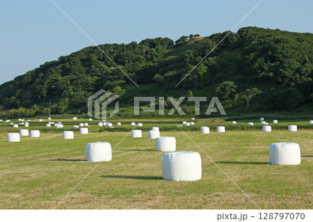 北海道名物牧草ロール　牧草ロール　ロールベールラップサイロ 128797070