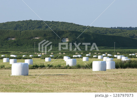 北海道名物牧草ロール 牧草ロール ロールベールラップサイロ 北海道名物牧草ロール 牧草ロール ロールベールラップサイロ 128797073