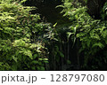 森の中の小さな滝 128797080