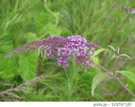 紫のブッドレアの花房　Purple Buddleja flower spike in bloom 128797185