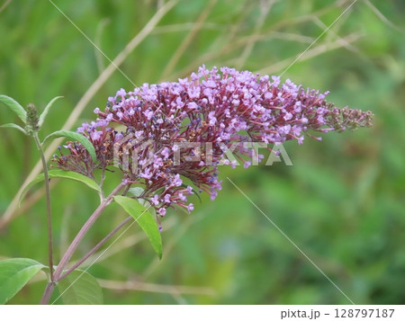 紫のブッドレアの花房　Purple Buddleja flower spike in bloom 128797187