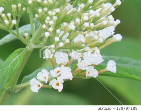 白のブッドレアの花房　White Buddleja flower spike in bloom 128797189