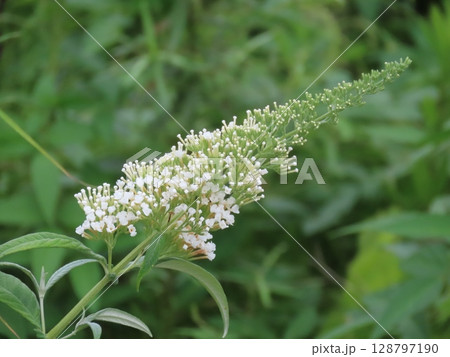 白のブッドレアの花房　White Buddleja flower spike in bloom 128797190