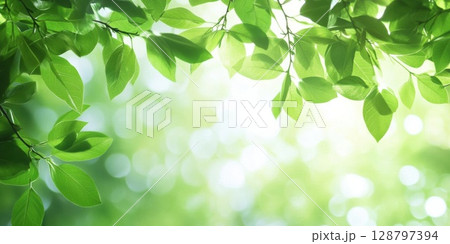 fresh Green Leaves Glow and bring Nature's Serenity with Natural Beauty 128797394