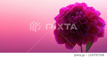 Pink dahlia blossom blooms, a flower blooms and symbolizes tenderness. 128797396