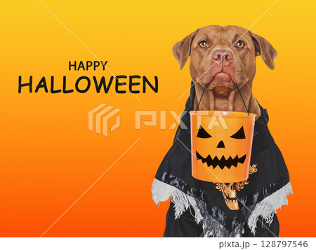 Happy Halloween. Charming dog and Halloween costume 128797546