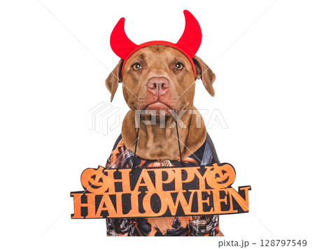 Happy Halloween. Charming dog and Halloween costume Happy Halloween. Charming dog and Halloween costume 128797549